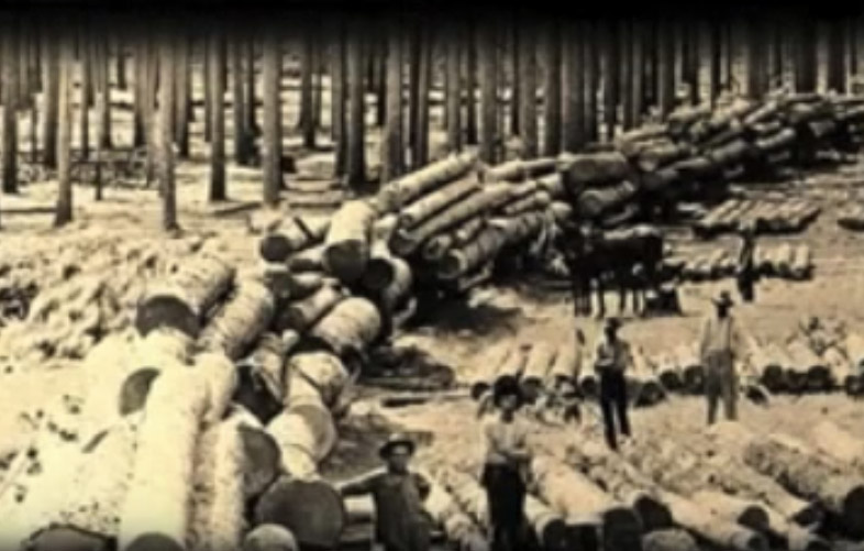 Forest video