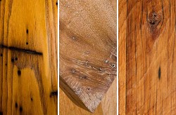 American Chestnut Examples