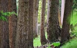Black Walnut Tree