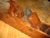 Fore Plane, View 2